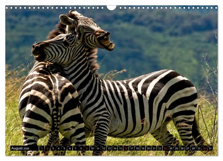 Produktbild: Zebras - Ungez&auml;hmte Kraft (Wandkalender 2026 DIN A3 quer), CALVENDO Monatskalender