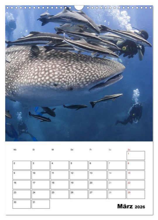 Produktbild: Tauchen - Abtauchen und Staunen (Wandkalender 2026 DIN A3 hoch), CALVENDO Monatskalender