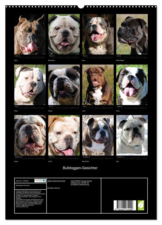 Produktbild: Bulldoggen-Gesichter (hochwertiger Premium Wandkalender 2026 DIN A2 hoch), Kunstdruck in Hochglanz