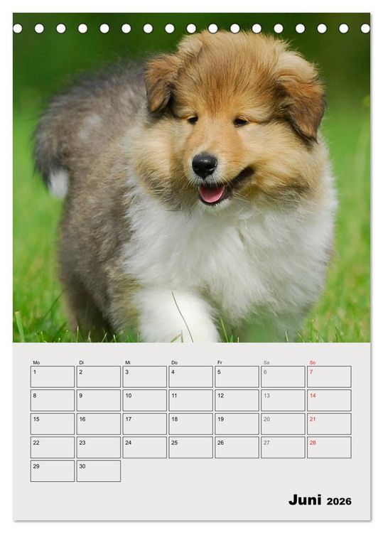 Produktbild: Collies - Freunde f&uuml;r&acute;s Leben (Tischkalender 2026 DIN A5 hoch), CALVENDO Monatskalender