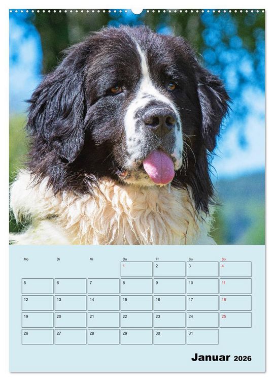 Produktbild: Familienplaner Landseer - Freund und Retter (hochwertiger Premium Wandkalender 2026 DIN A2 hoch), Kunstdruck in Hochglanz