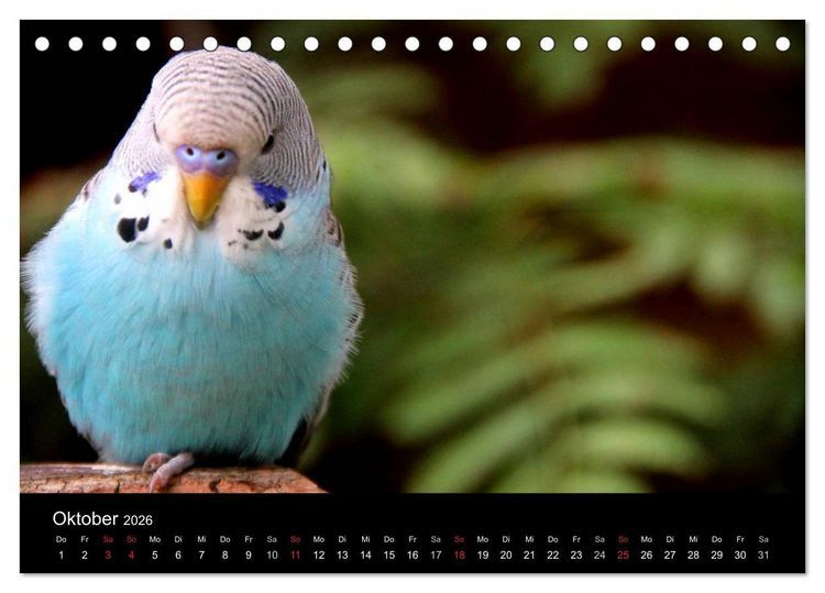 Produktbild: Wellensittiche - Naturkalender (Tischkalender 2026 DIN A5 quer), CALVENDO Monatskalender