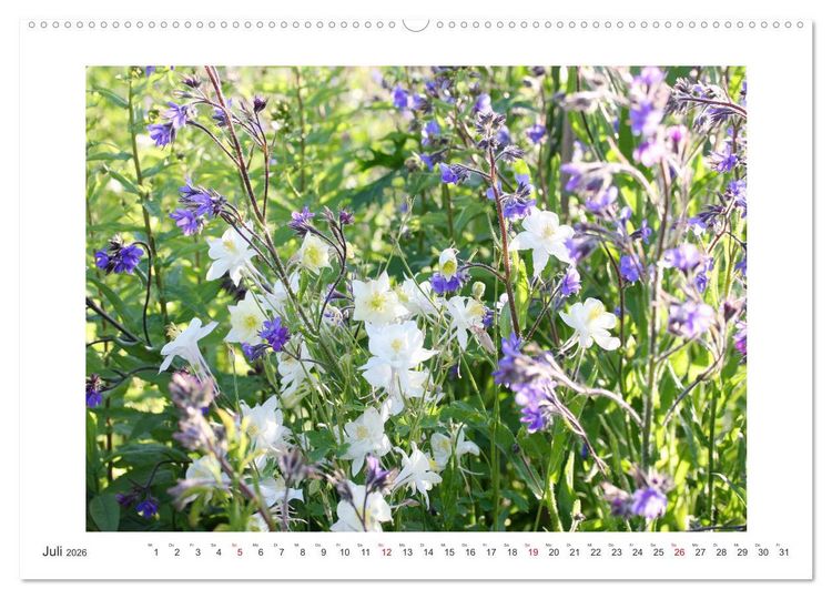 Produktbild: Akeleien im Garten (Wandkalender 2026 DIN A2 quer), CALVENDO Monatskalender
