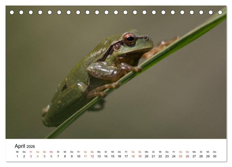 Produktbild: Besucher im Garten - Laubfr&ouml;sche (Tischkalender 2026 DIN A5 quer), CALVENDO Monatskalender