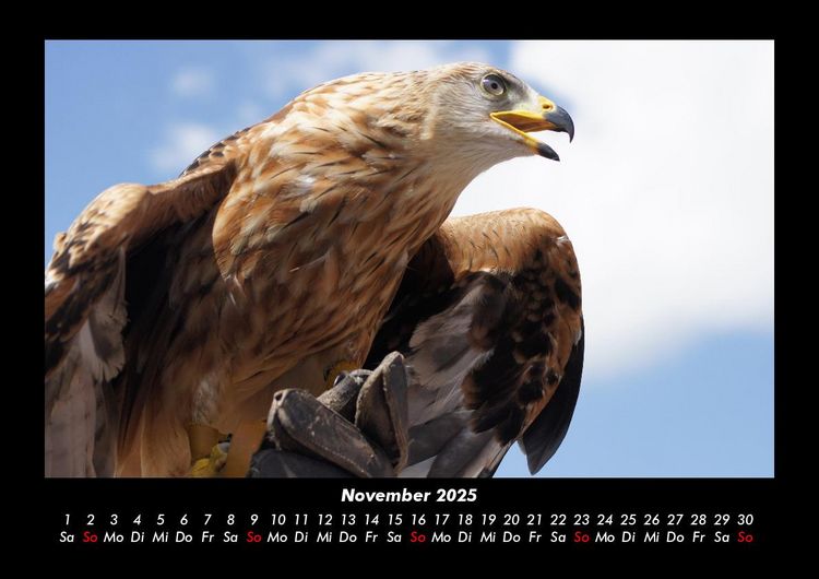 Produktbild: Adler 2025 Fotokalender DIN A3