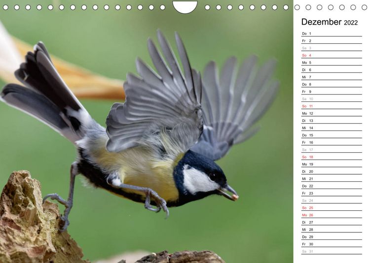 Produktbild: Gefiederte Sch&ouml;nheiten in Aktion (Wandkalender 2022 DIN A4 quer)