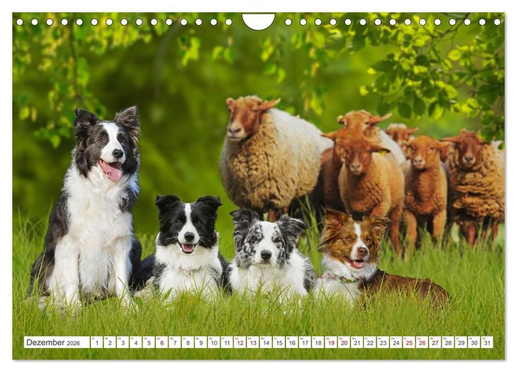 Produktbild: Border Collie - Das Universalgenie unter den Hunden (Wandkalender 2026 DIN A4 quer), CALVENDO Monatskalender