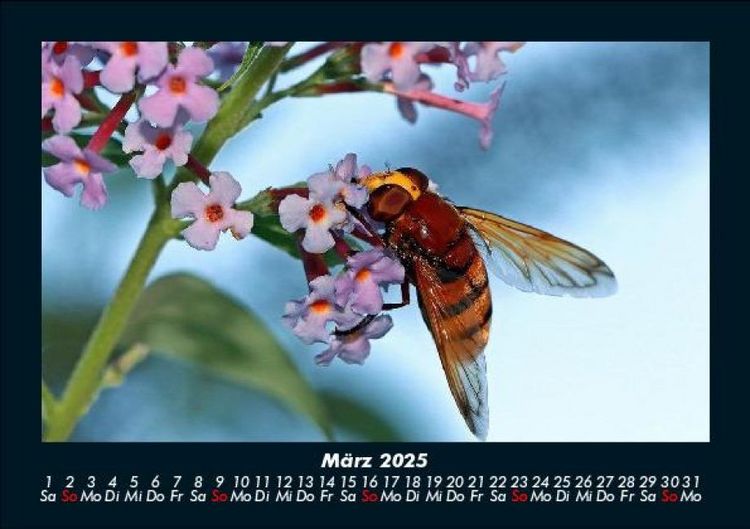 Produktbild: Bien 2025 Fotokalender DIN A5