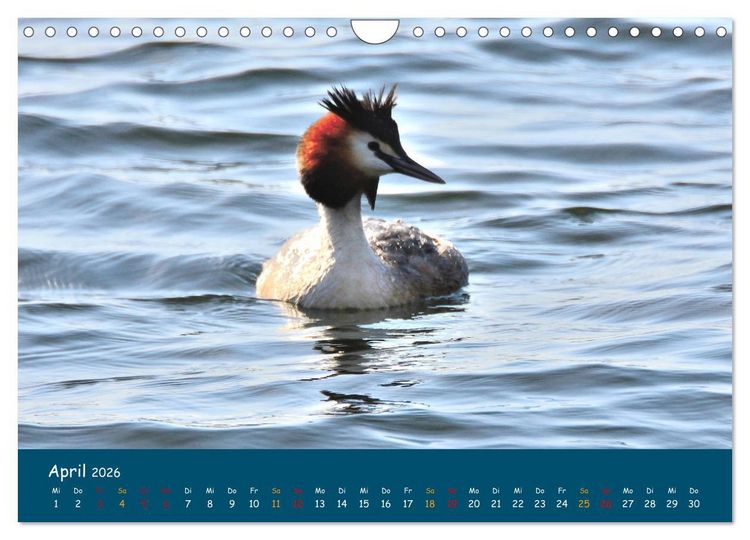 Produktbild: Naturschutzgebiet W&uuml;mme (Wandkalender 2026 DIN A4 quer), CALVENDO Monatskalender