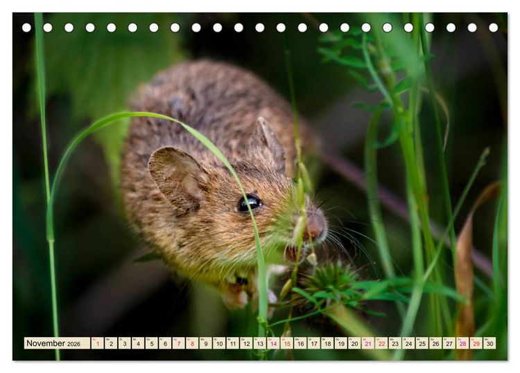 Produktbild: Kleiner Nager - Maus (Tischkalender 2026 DIN A5 quer), CALVENDO Monatskalender
