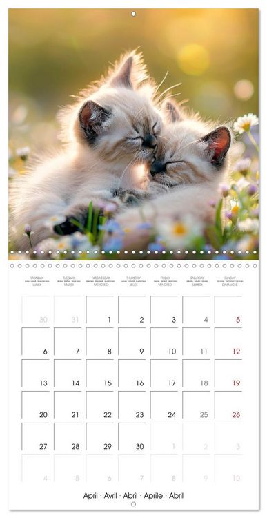 Produktbild: KITTEN Cuteness overload (Wall Calendar 2026 12 &times; 12 Inch) CALVENDO 12 Month Wall Calendar