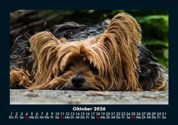 Produktbild: Hundezauber 2026 Fotokalender DIN A5