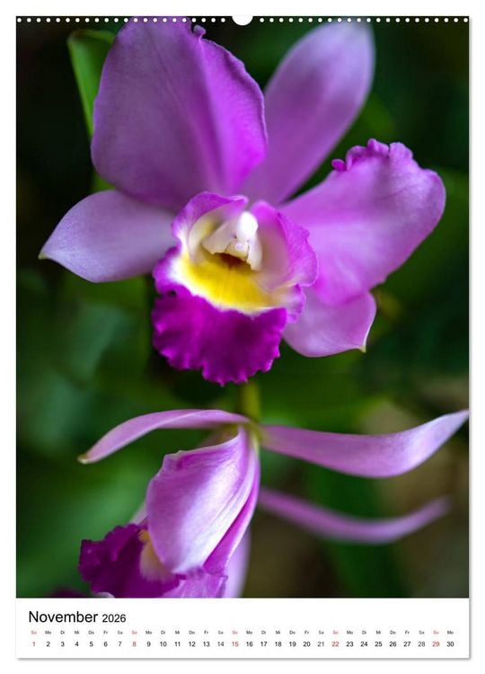 Produktbild: Orchideen (hochwertiger Premium Wandkalender 2026 DIN A2 hoch), Kunstdruck in Hochglanz