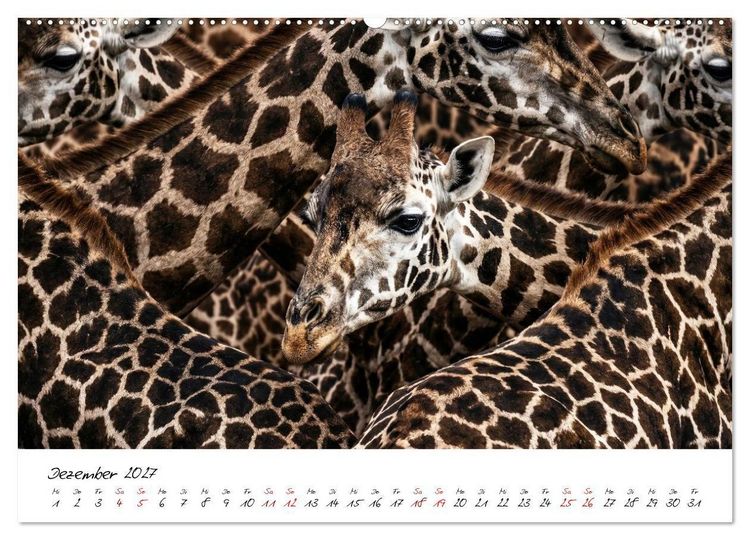 Produktbild: Better Together - Herdenmomente (hochwertiger Premium Wandkalender 2027 DIN A2 quer), Kunstdruck in Hochglanz