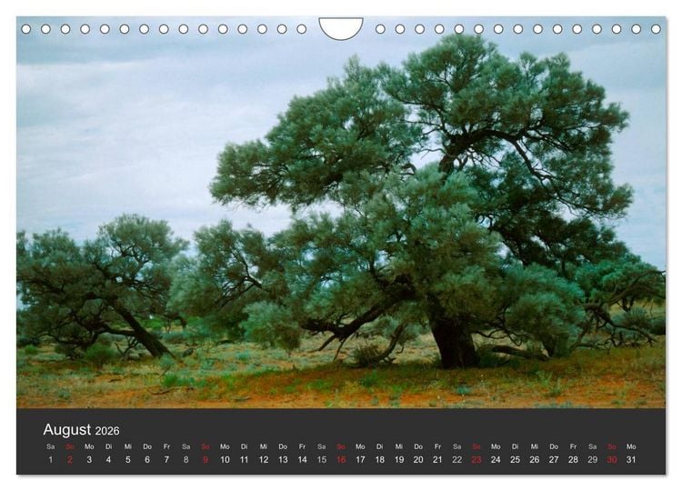 Produktbild: Alte B&auml;ume Alte Veteranen (Wandkalender 2026 DIN A4 quer), CALVENDO Monatskalender