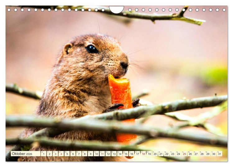 Produktbild: Pr&auml;riehunde - s&uuml;&szlig;e S&auml;uger (Wandkalender 2026 DIN A4 quer), CALVENDO Monatskalender