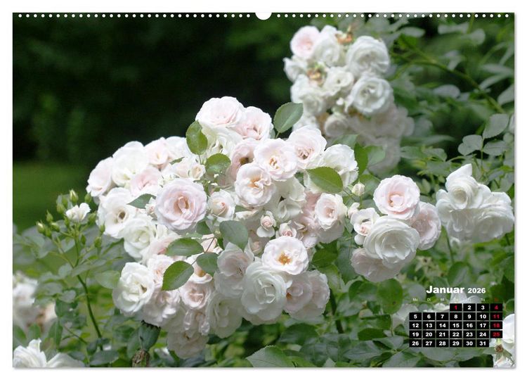 Produktbild: Magie der Rosen (hochwertiger Premium Wandkalender 2026 DIN A2 quer), Kunstdruck in Hochglanz