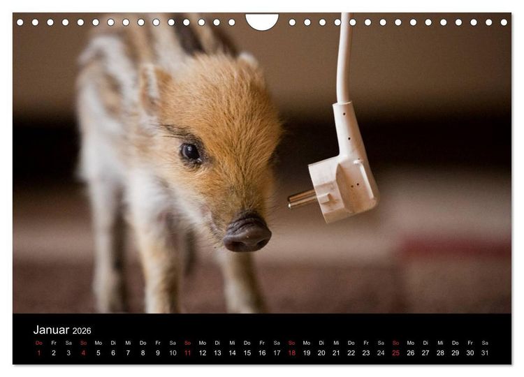 Produktbild: Kleine Schweinereien (Wandkalender 2026 DIN A4 quer), CALVENDO Monatskalender