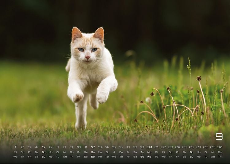 Produktbild: Miau - Unsere Stubentiger - Der Katzenkalender - 2027 - Kalender DIN A3