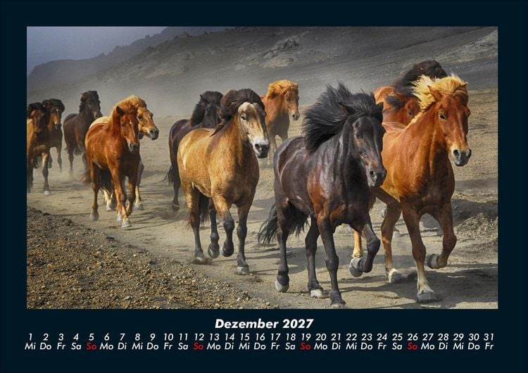 Produktbild: Pferde Kalender 2027 Fotokalender DIN A4