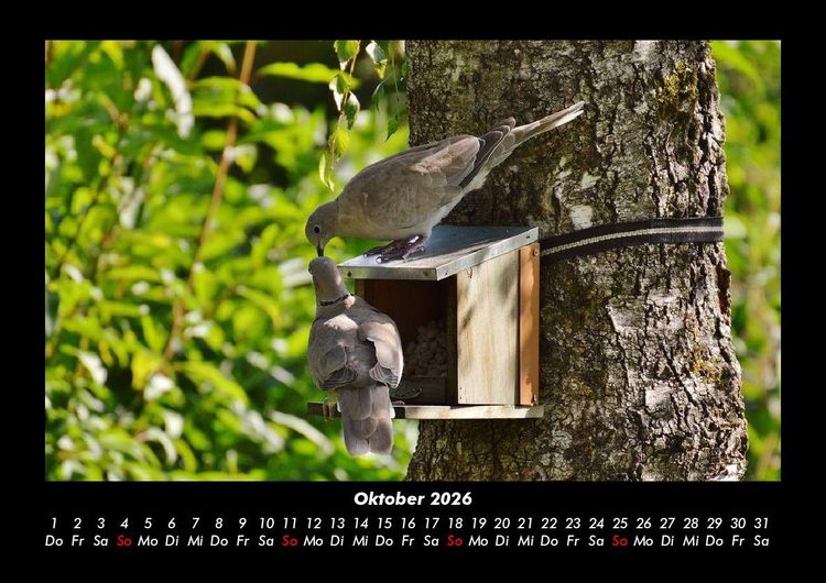 Produktbild: B&auml;ume 2026 Fotokalender DIN A3
