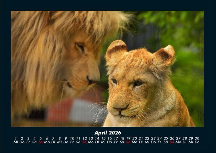 Produktbild: L&ouml;wen in der Wildnis 2026 Fotokalender DIN A4