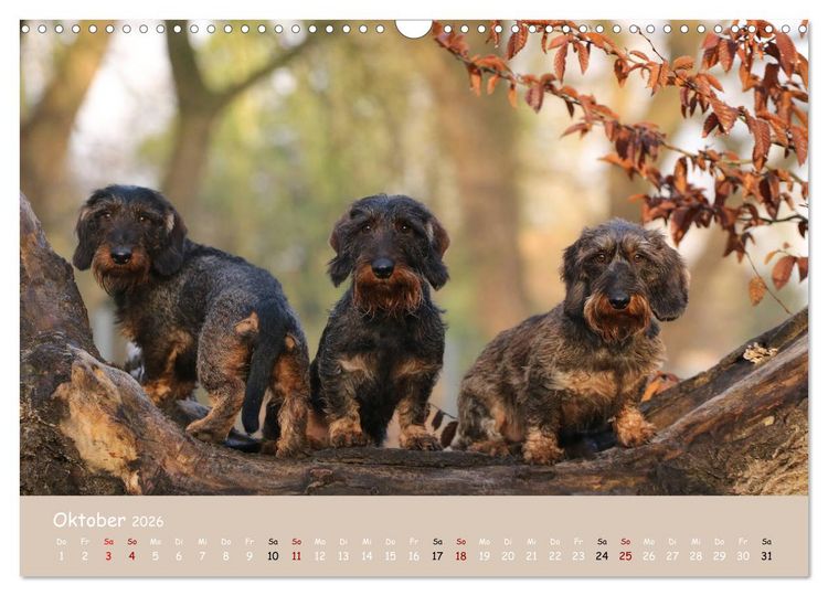 Produktbild: Dackel - lustige Gesellen auf kurzen Beinchen (Wandkalender 2026 DIN A3 quer), CALVENDO Monatskalender