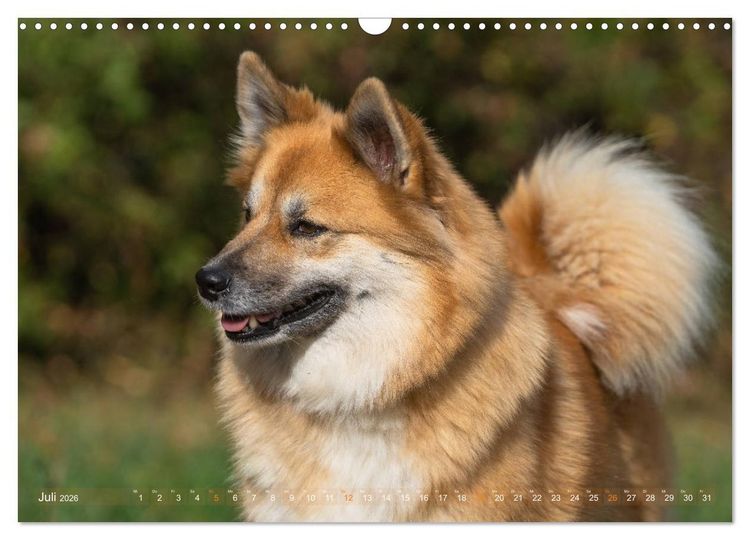 Produktbild: Islandhunde im Portrait (Wandkalender 2026 DIN A3 quer), CALVENDO Monatskalender