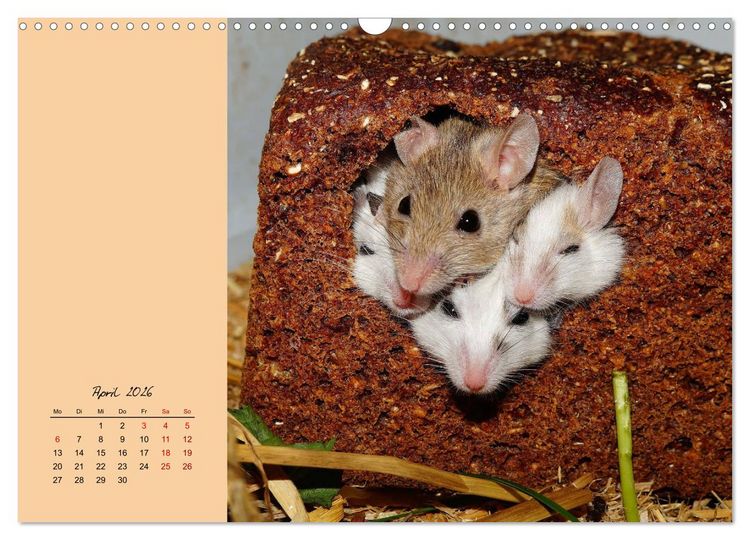 Produktbild: Mausige Zeiten! Putzige Gesellen mit Knopfaugen (Wandkalender 2026 DIN A3 quer), CALVENDO Monatskalender
