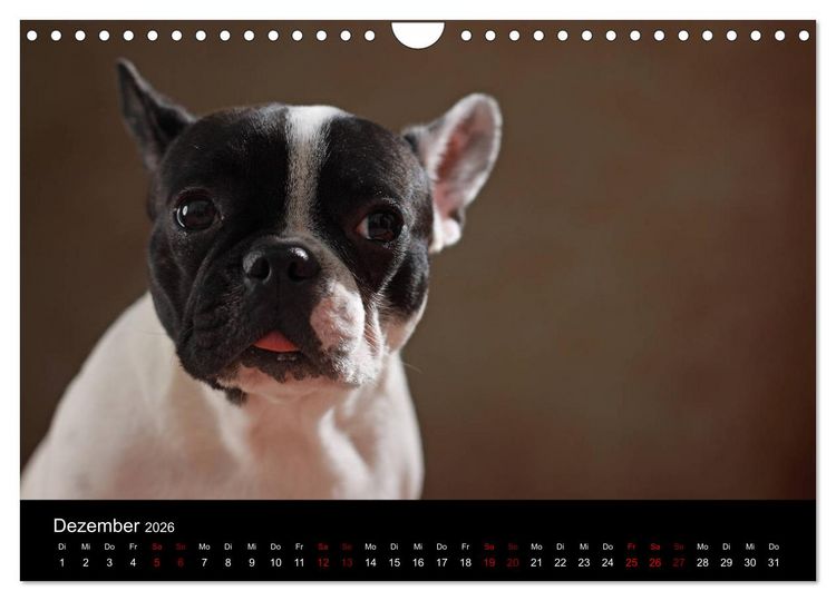 Produktbild: Charme auf vier Pfoten - Franz&ouml;sische Bulldoggen Portraits (Wandkalender 2026 DIN A4 quer), CALVENDO Monatskalender