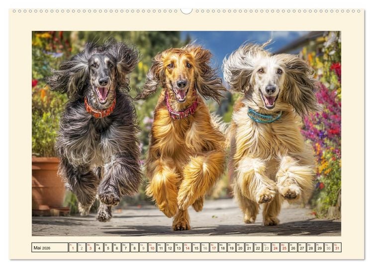 Produktbild: Afghanischer Windhund. Eleganter Sichtj&auml;ger und sensibler Couch-Potatoe (hochwertiger Premium Wandkalender 2026 DIN A2 quer), Kunstdruck in Hochglanz
