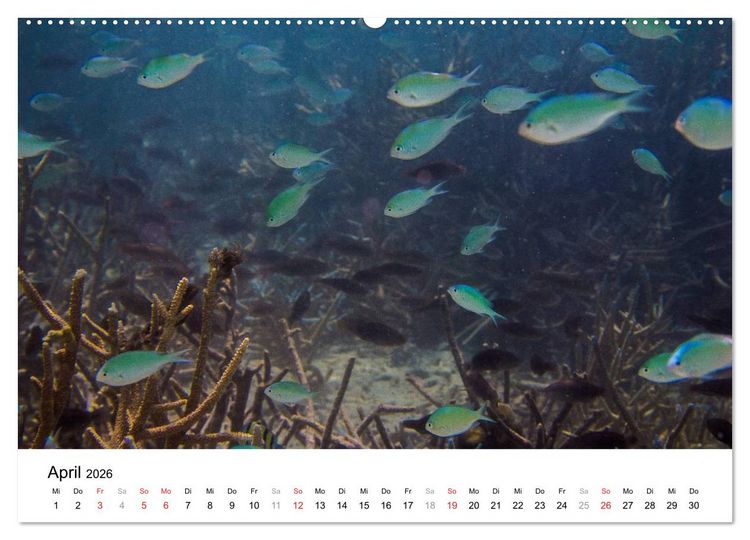 Produktbild: Unterwasserwelt der Malediven III (hochwertiger Premium Wandkalender 2026 DIN A2 quer), Kunstdruck in Hochglanz