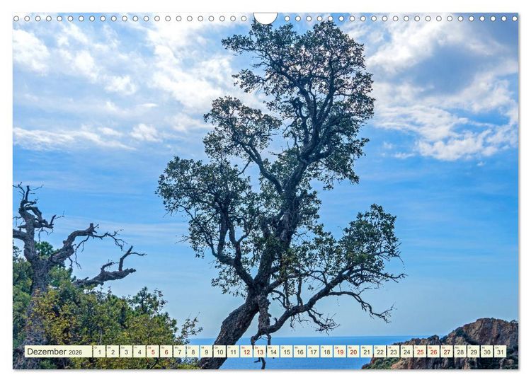 Produktbild: Mediterrane Flora - Pflanzen des S&uuml;dens (Wandkalender 2026 DIN A3 quer), CALVENDO Monatskalender