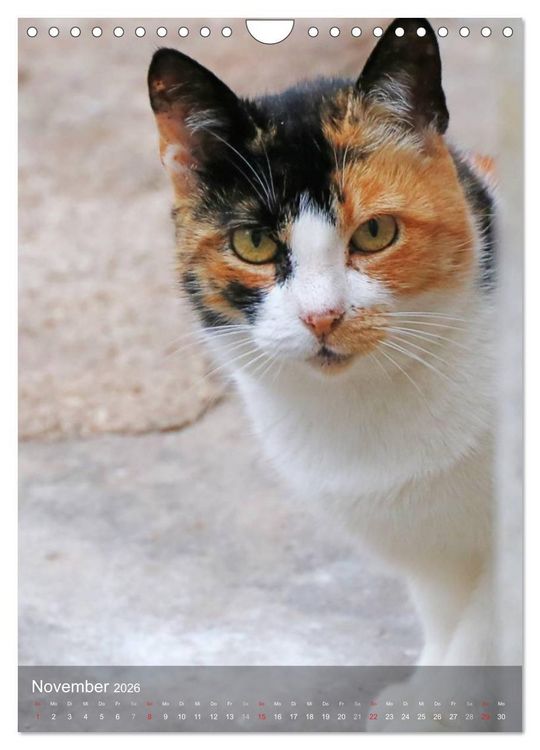 Produktbild: KATZEN AUGEN BLICKE (Wandkalender 2026 DIN A4 hoch), CALVENDO Monatskalender