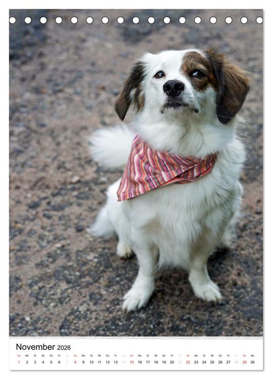 Produktbild: Hundefreunde (Tischkalender 2026 DIN A5 hoch), CALVENDO Monatskalender
