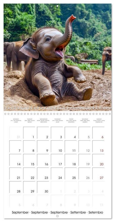 Produktbild: Baby Elephant Adventures (Wall Calendar 2026 12 &times; 12 Inch) CALVENDO 12 Month Wall Calendar