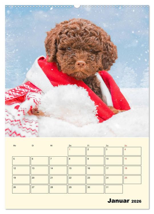 Produktbild: Jahresplaner Lagotto Romagnolo Welpen (Wandkalender 2026 DIN A2 hoch), CALVENDO Monatskalender