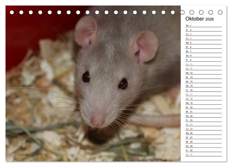 Produktbild: Mausebande (Tischkalender 2026 DIN A5 quer), CALVENDO Monatskalender