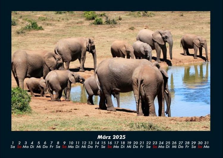 Produktbild: Tiere in der Wildnis 2025 Fotokalender DIN A4