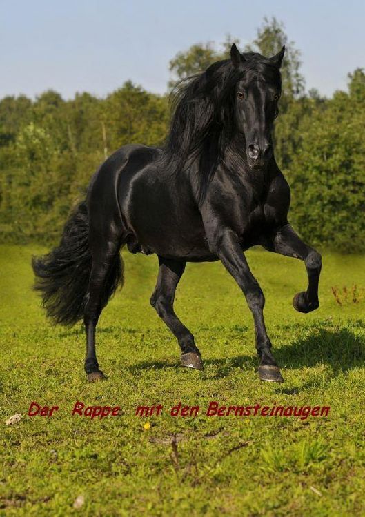 Produktbild: Dancer - Der Rappe mit den Bernsteinaugen