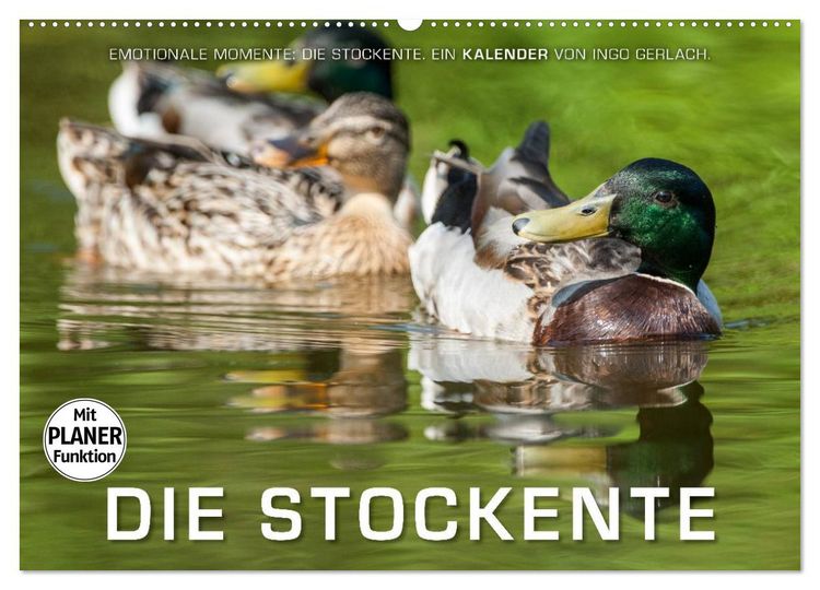 Produktbild: Emotionale Momente: Die Stockente. (Wandkalender 2026 DIN A2 quer), CALVENDO Monatskalender