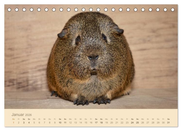 Produktbild: Meerschweinchen Portraits (Tischkalender 2026 DIN A5 quer), CALVENDO Monatskalender