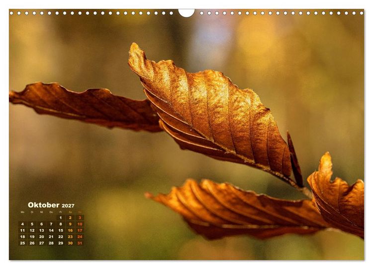 Produktbild: Waldspazierg&auml;nge: Entspannen - Kraft tanken - Besinnen auf sich selbst (Wandkalender 2027 DIN A3 quer), CALVENDO Monatskalender