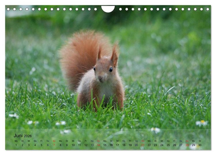 Produktbild: Spa&szlig; mit Eichh&ouml;rnchen-Kindern (Wandkalender 2026 DIN A4 quer), CALVENDO Monatskalender