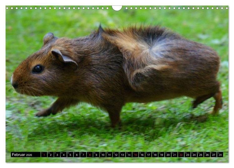Produktbild: Kuschelige Meerschweinchen (Wandkalender 2026 DIN A3 quer), CALVENDO Monatskalender