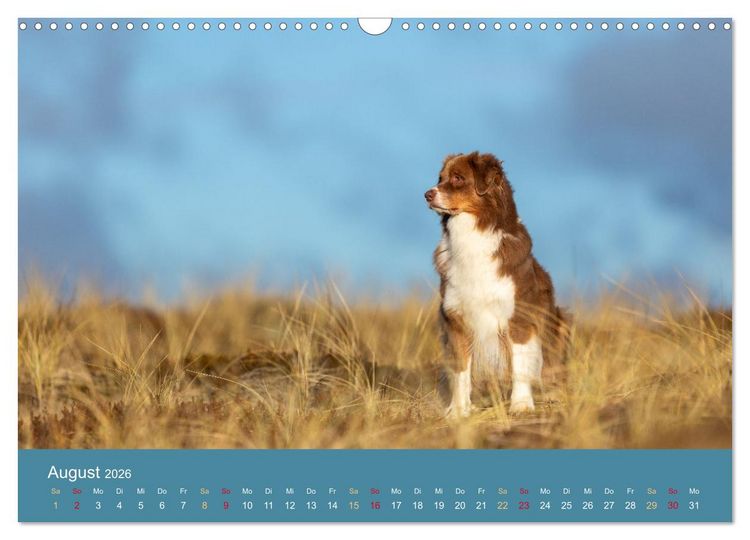Produktbild: Mit Aussies unterwegs - Die bunte Welt der Australian Shepherds (Wandkalender 2026 DIN A3 quer), CALVENDO Monatskalender