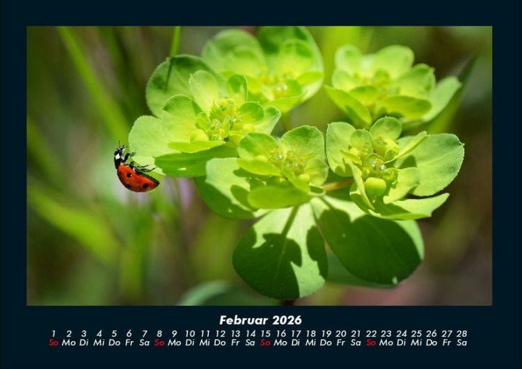 Produktbild: Blumenzauber 2026 Fotokalender DIN A4