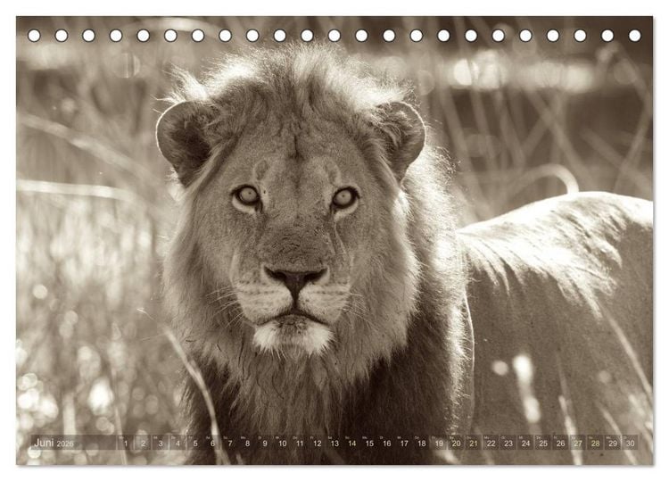 Produktbild: Botswana &ndash; Impressionen aus Afrika (Tischkalender 2026 DIN A5 quer), CALVENDO Monatskalender