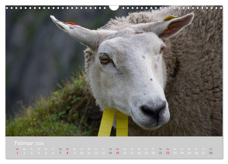 Produktbild: Ganz sch&ouml;n Schaf (Wandkalender 2026 DIN A3 quer), CALVENDO Monatskalender