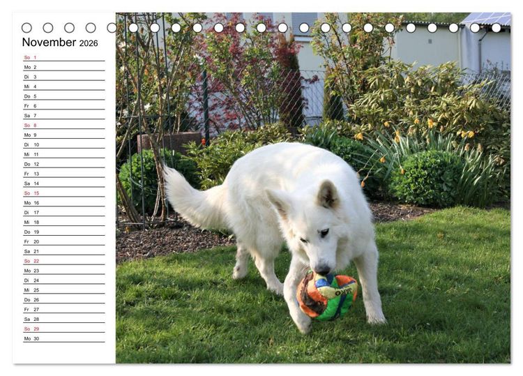 Produktbild: Berger Blanc Suisse - Wei&szlig;er Schweizer Sch&auml;ferhund (Tischkalender 2026 DIN A5 quer), CALVENDO Monatskalender